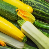 La courgette au balcon